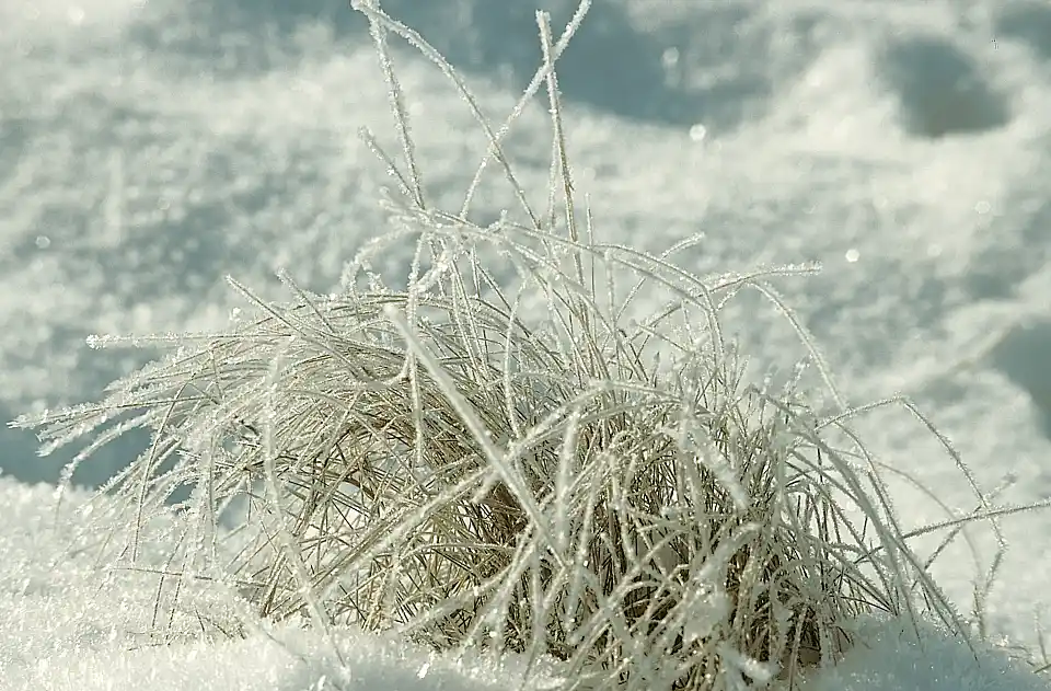 erfrorenes Gras