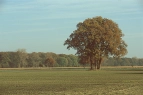 einsamer Baum