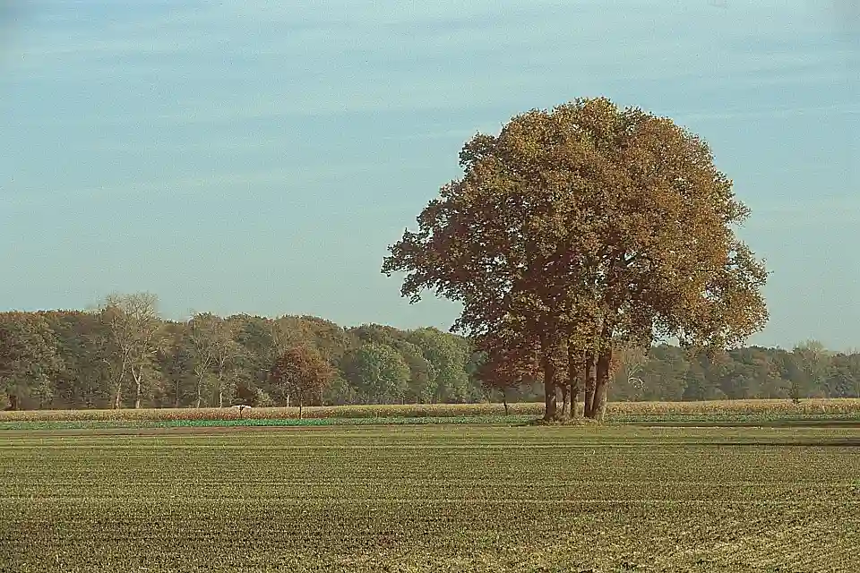 einsamer Baum