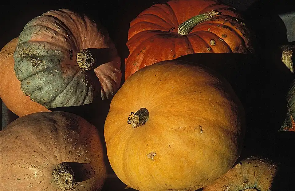 K&uuml;rbisverkauf am Deich